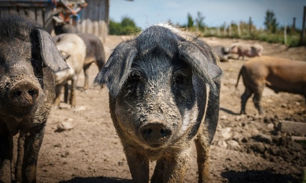 Дачников оштрафуют за домашних животных
